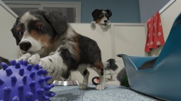 画像ギャラリー No.002のサムネイル画像 / PC向け愛犬育成シミュレーション「Dog Trainer」が配信決定。トレーニング風景を収録したティザートレイラーを公開