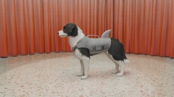 画像ギャラリー No.006のサムネイル画像 / PC向け愛犬育成シミュレーション「Dog Trainer」が配信決定。トレーニング風景を収録したティザートレイラーを公開