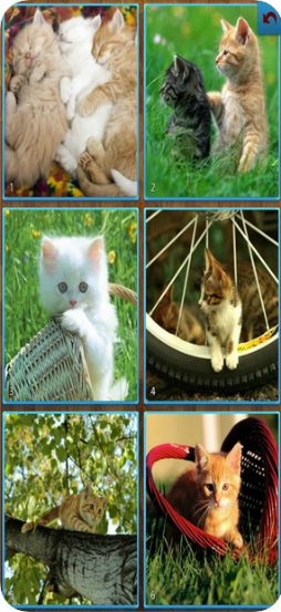 ǭ�Υ��������ѥ���