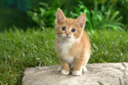 ǭ�Υ��������ѥ���