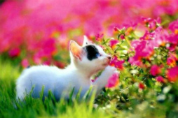 ǭ�Υ��������ѥ���