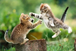 ǭ�Υ��������ѥ���