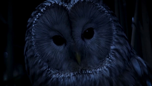 ���������꡼ No.002�Υ���ͥ������ / �������å��㡼��ȯ���С������߽Ф���Werewolf: The Apocalypse�ץ��꡼������2�ȯɽ