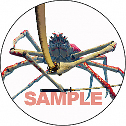 ꡼ No.006 | ֥˥Υ -Fight Crab-סŵϡ֥ꥸʥ륵ȥססŹŵ