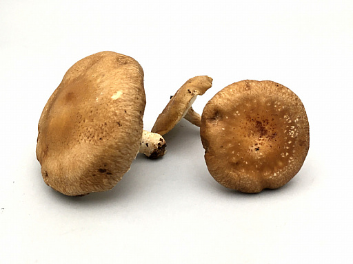 ꡼ No.001 | ȥС Order 57ǡȻहȤǥϻʤܿ⿷PC󥸥󤪤⤢