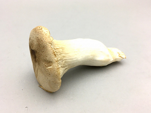 ꡼ No.003 | ȥС Order 57ǡȻहȤǥϻʤܿ⿷PC󥸥󤪤⤢