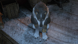 ꡼ No.036 | ʤ˥磻Ƥ!?FINAL FANTASY XVIץ饤밦ϵȥȥ륬ɤΤȤȤ̿