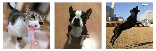 ���������꡼ No.002�Υ���ͥ������ / �֥�󥹥����ϥ󥿡��饤���פΡȥ��ȥ⥬�륯�ɤȡȥ��ȥ⥢���롼�ɤˤ��ʤ��Twitter�����ڡ��󤬳���