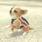 ꡼ No.007 | with My DOG - Ȥ餽 -פiOSۿϡҸȤΤդ礤ϤARƵǽǼ̿ưڤSLG