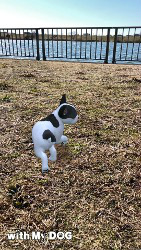 ꡼ No.006 | with My DOG - Ȥ餽 -פ10DLˡ֥롼ȥ֥ƥå奷硼ȥإɲ