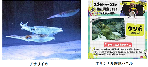 ���������꡼ No.012�Υ���ͥ������ / �Ƥϥ����ѥ�ǥʥ�Х�Хȥ롪 ���͡�Ȭ���祷���ѥ���������֥��ץ�ȥ�����3�פȤΥ���ܥ��٥�Ȥ�7��13������10��1���ޤǳ���