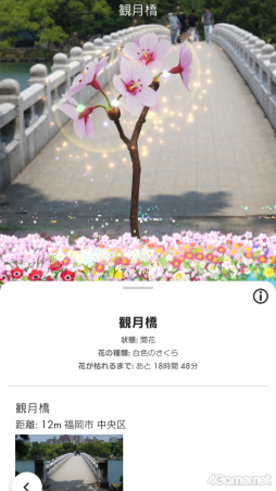 画像ギャラリー No.003のサムネイル画像 / 桜がほころぶ福岡市をピクミンと探索! 「Pikmin Bloom Tour 2024:福岡」体験レポート&運営陣インタビュー