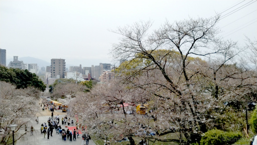 画像ギャラリー No.005のサムネイル画像 / 桜がほころぶ福岡市をピクミンと探索! 「Pikmin Bloom Tour 2024:福岡」体験レポート&運営陣インタビュー