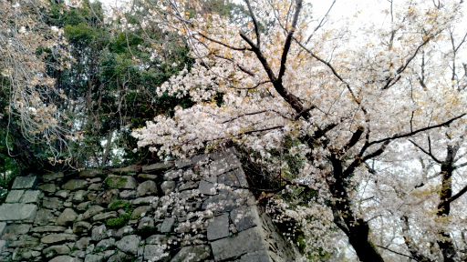 画像ギャラリー No.008のサムネイル画像 / 桜がほころぶ福岡市をピクミンと探索! 「Pikmin Bloom Tour 2024:福岡」体験レポート&運営陣インタビュー