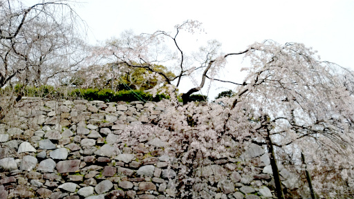 画像ギャラリー No.013のサムネイル画像 / 桜がほころぶ福岡市をピクミンと探索! 「Pikmin Bloom Tour 2024:福岡」体験レポート&運営陣インタビュー