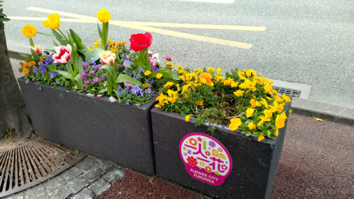 画像ギャラリー No.014のサムネイル画像 / 桜がほころぶ福岡市をピクミンと探索! 「Pikmin Bloom Tour 2024:福岡」体験レポート&運営陣インタビュー