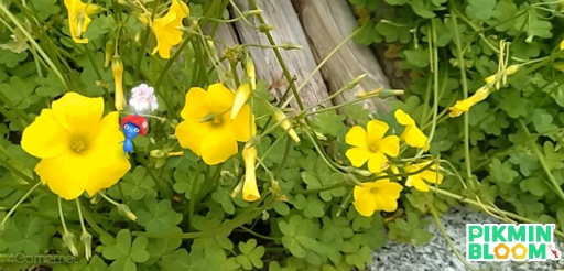 画像ギャラリー No.020のサムネイル画像 / 桜がほころぶ福岡市をピクミンと探索! 「Pikmin Bloom Tour 2024:福岡」体験レポート&運営陣インタビュー