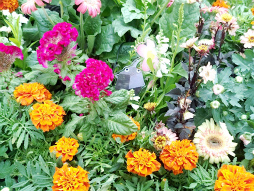 ꡼ No.016Υͥ / ˷ʲԥߥΤԤ򤪤ݡꥢ륤٥ȡPikmin Bloom Journey 2025θݡ