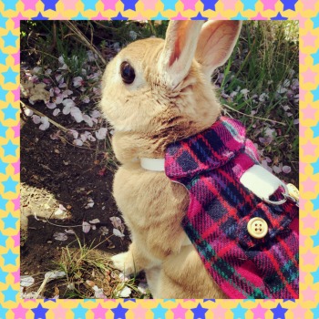 ꡼ No.006 | ɴADV֥ĥ롦쥿٤˱פ꡼।󥿥ӥ塼κǽȴ衦ʥꥪ ߤߤԡɤ