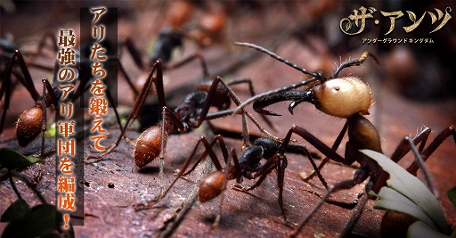 ꡼ No.006 | ֥ġ饦 󥰥פ꡼Υޥ۸άߥ졼