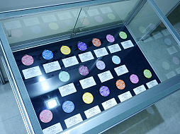 ꡼ No.013 | ַ Ρץ󥹤ޤâ MAJI LOVE KINGDOM MEMORIESפΥեݡȤ