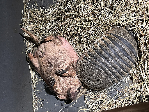 ꡼ No.022 | ޥեĤ󼡸褤592ֲǭȥդ򤹤뤿˼Ѳս䤷ˡ