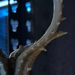 画像ギャラリー No.120のサムネイル画像 / 「Stellar Blade」続編や「NIKKE」，新作プロジェクトを開発中のSHIFT UP本社を訪問。ゲームは“お尻で作るもの”――キム・ヒョンテ氏とちょっとだけ雑談もしてきた