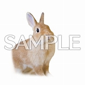 ���������꡼ No.032�Υ���ͥ������ / �ǿ��С�������maimai �Ǥ�ä��� Splash PLUS�פ���Ư�������ȡ�¿���ο��ʤ��ɲä䥳��ܤ򳫺�