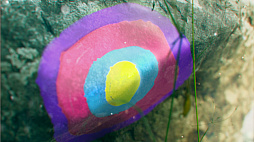 ���������꡼ No.002�Υ���ͥ������ / �֥ݥ��åȥ�󥹥��� ��������åȡ��Х�����åȡס��ѥ�ǥ������ǻ��Ƥ��줿�Ȥ���롤�ڡ��������줿�Ի׵Ĥ����ͤμ̿������