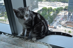 ꡼ No.045 | Ĭס֥ѥ˥פιƱ٥KUROFESTݡȡĬϥС2.6PV