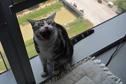 ꡼ No.046 | Ĭס֥ѥ˥פιƱ٥KUROFESTݡȡĬϥС2.6PV