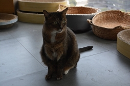 ꡼ No.048 | Ĭס֥ѥ˥פιƱ٥KUROFESTݡȡĬϥС2.6PV