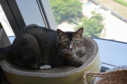 ꡼ No.049 | Ĭס֥ѥ˥פιƱ٥KUROFESTݡȡĬϥС2.6PV