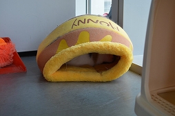 ꡼ No.050 | Ĭס֥ѥ˥פιƱ٥KUROFESTݡȡĬϥС2.6PV