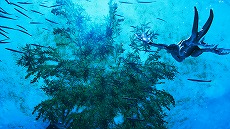 ꡼ No.014 | ȥ֥쥤㡼ɡפȯɽˡɹʤ줿ŬĻȥȥɤSFɥ٥㡼