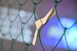 ꡼ No.038 | 侩Ķϥ֥饦ɡ 襫˿֥襫θݡȡλޤ14ȥλͷڤ