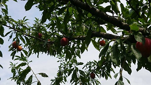 画像ギャラリー No.010のサムネイル画像 / 「ARMORED CORE VI」の発売を,果物界のムーンライトを食べながら待つ(「買い物Surfer」第19回)