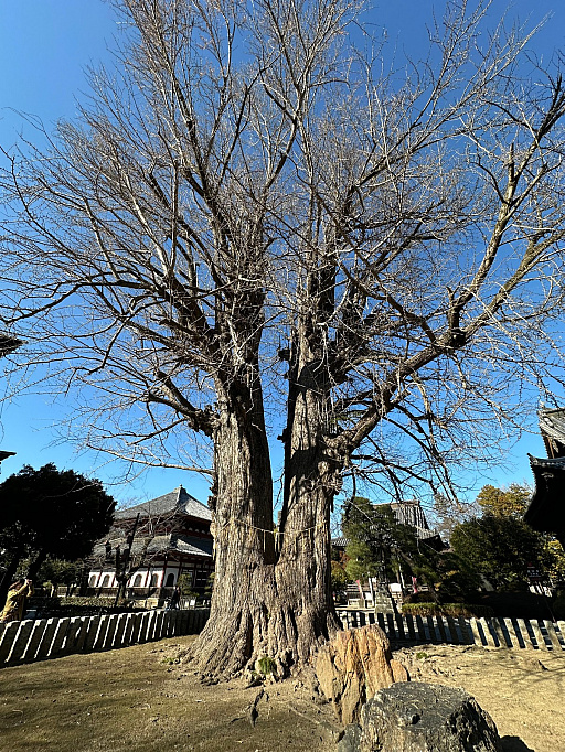 ꡼ No.023 | ĹγǡֿĹ˾ пءץץǥ塼ξ޸᤬⤯ ­ԹȤΥܤ¸ֽпءפȾǯ⡩