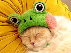 Little Kitty, Big CityNintendo SwitchѥåǤͽ档ǥåǥˤǭѤΡȳ˹ҡɤ