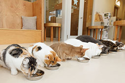 画像ギャラリー No.005のサムネイル画像 / 「リトルキティ・ビッグシティ」，Cat Café MOFFとのコラボを6月13日から開催