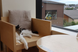 画像ギャラリー No.011のサムネイル画像 / 「リトルキティ・ビッグシティ〜まいごの子猫の街さんぽ〜」，Switch向けパッケージ版を発売。飼い主とはぐれた黒猫が，街を気ままに探索する