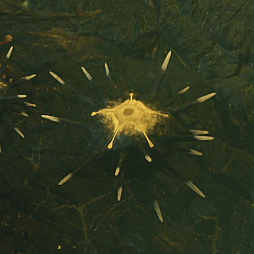 ꡼ No.026Υͥ / 줬̱ήTIPSá HELLDIVERS 2פǤƤޥץ쥤ο