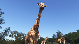 ꡼ No.013Υͥ / Υ󥿥ӥ塼ϡMicrosoft Flight Simulator 2024פϥɥѡƥMODȯԤȶ˵ʥƥۡ衼˥塼ޥäʹ