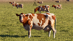 ꡼ No.015Υͥ / Υ󥿥ӥ塼ϡMicrosoft Flight Simulator 2024פϥɥѡƥMODȯԤȶ˵ʥƥۡ衼˥塼ޥäʹ