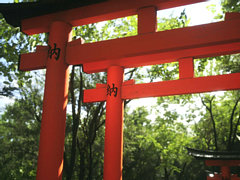 եȥꥢʤõ̿Ƥڤ⤦Lushfoil Photography Simס416ȯ򹵤ǿȥ쥤顼