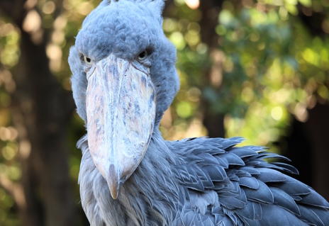 画像ギャラリー No.001のサムネイル画像 / 動かぬ鳥ハシビロコウさんによる「The Outlast Trials」レビュー。えーあい!Steam広場