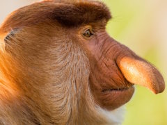 ɡ���ǥ����ۤɥ�Ƥ�ƥ󥰥��뤵��Ρ�Trepang 2�ץ�ӥ塼������������Steam����