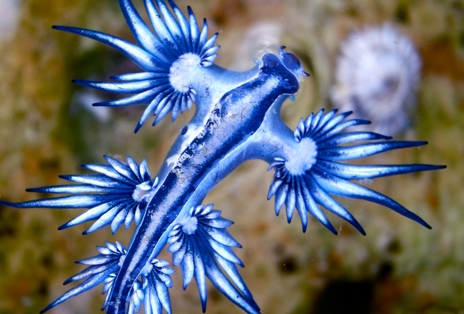 画像ギャラリー No.011のサムネイル画像 / 猛毒を持つ青い天使アオミノウミウシさんの「Aliens: Dark Descent」レビュー。えーあい!Steam広場