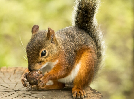 ���������꡼ No.003�Υ���ͥ������ / �ǥ��Υ��򿩤٤Ƥ�ʿ���ʥ˥ۥ�ꥹ����Ρ�Smushi Come Home�ץ�ӥ塼������������Steam����