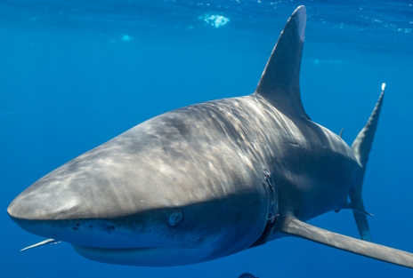 画像ギャラリー No.002のサムネイル画像 / 海の王者ヨゴレさんによる「Yet Another Zombie Survivors」レビュー。えーあい!Steam広場